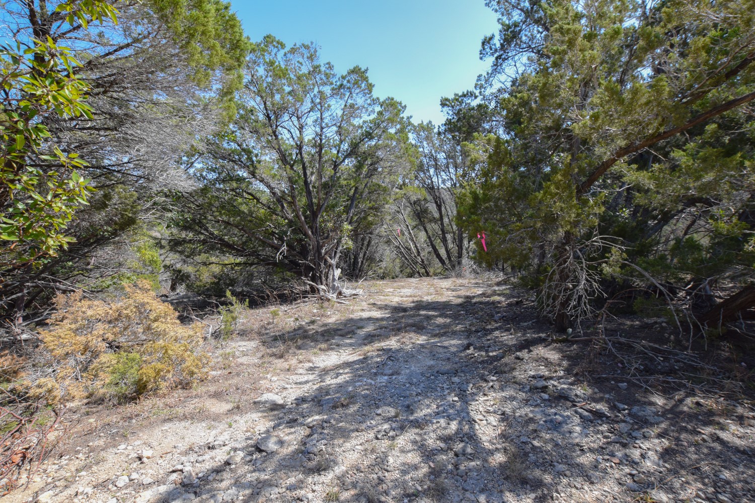 370 B Kothmann Road Dripping Springs, TX 78620 - Photo 17 of 31 Mature trees abound on this great acreage