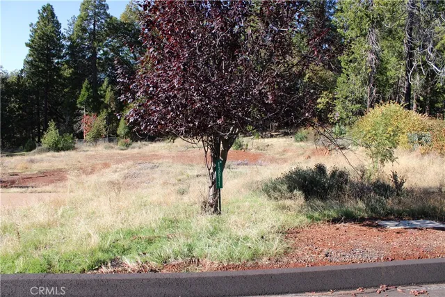 a street view with large tree