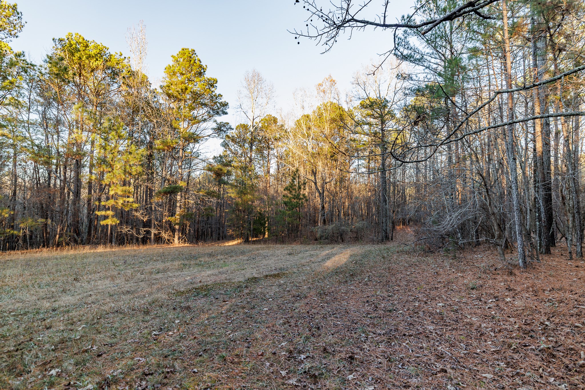 8548 Elberton Road Tignall, GA 30668 - Photo 36 of 50 a view of a forest with trees in the background