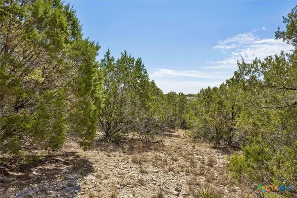 a view of a forest with trees in the background