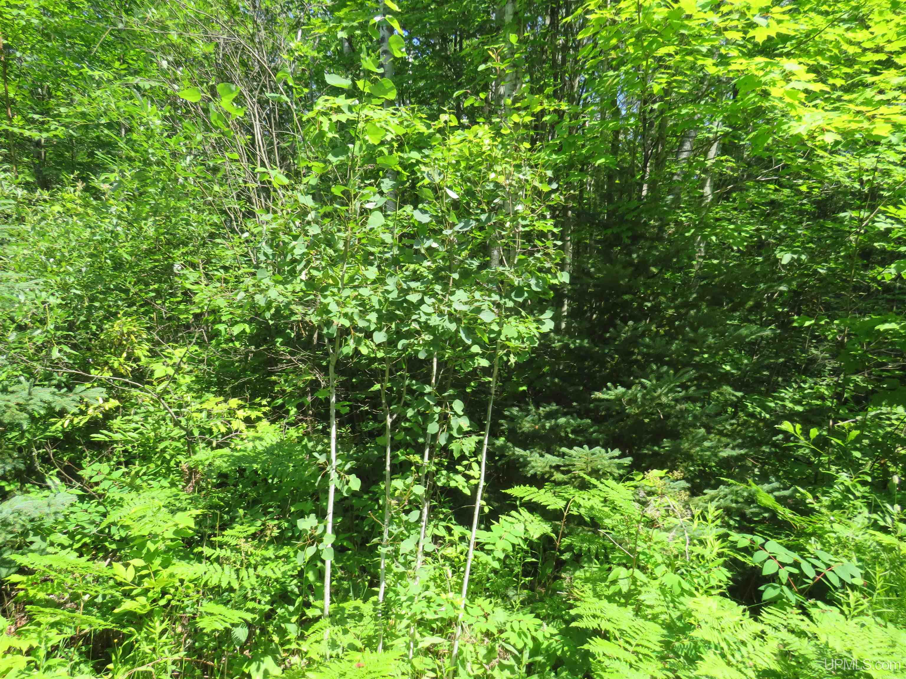 Tbd Curlew Road Ontonagon, MI 49953 - Photo 28 of 36