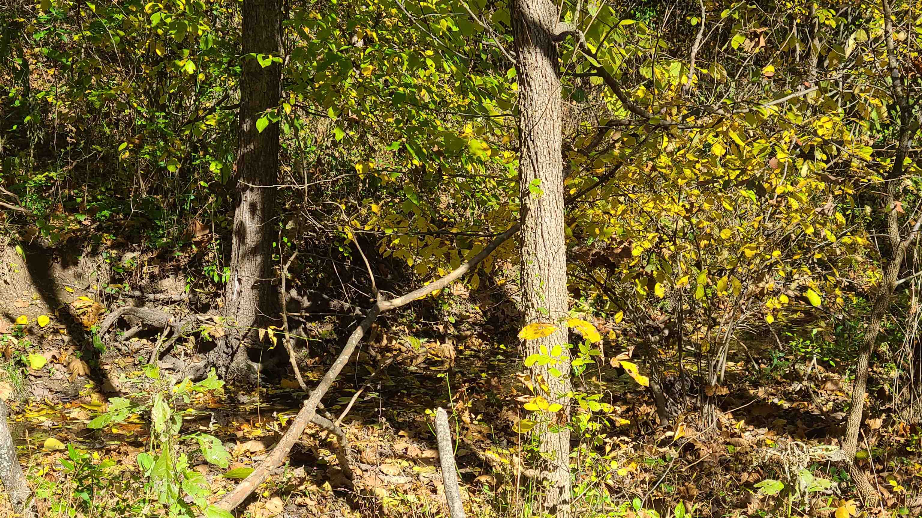 66-24b Barterbrook Road Staunton, VA 24401 - Photo 21 of 24 a view of a tree