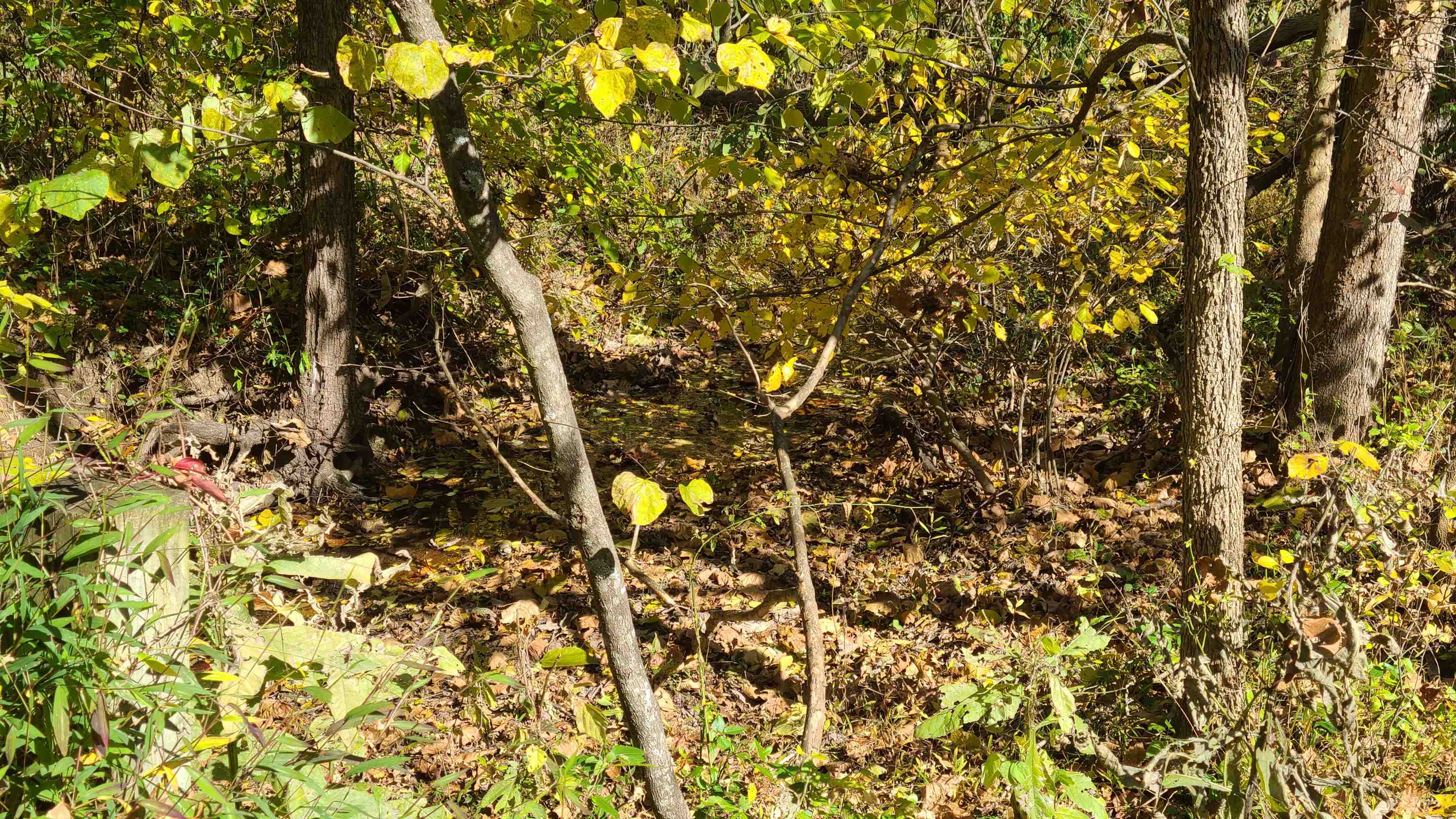 66-24b Barterbrook Road Staunton, VA 24401 - Photo 22 of 24 a picture of a tree