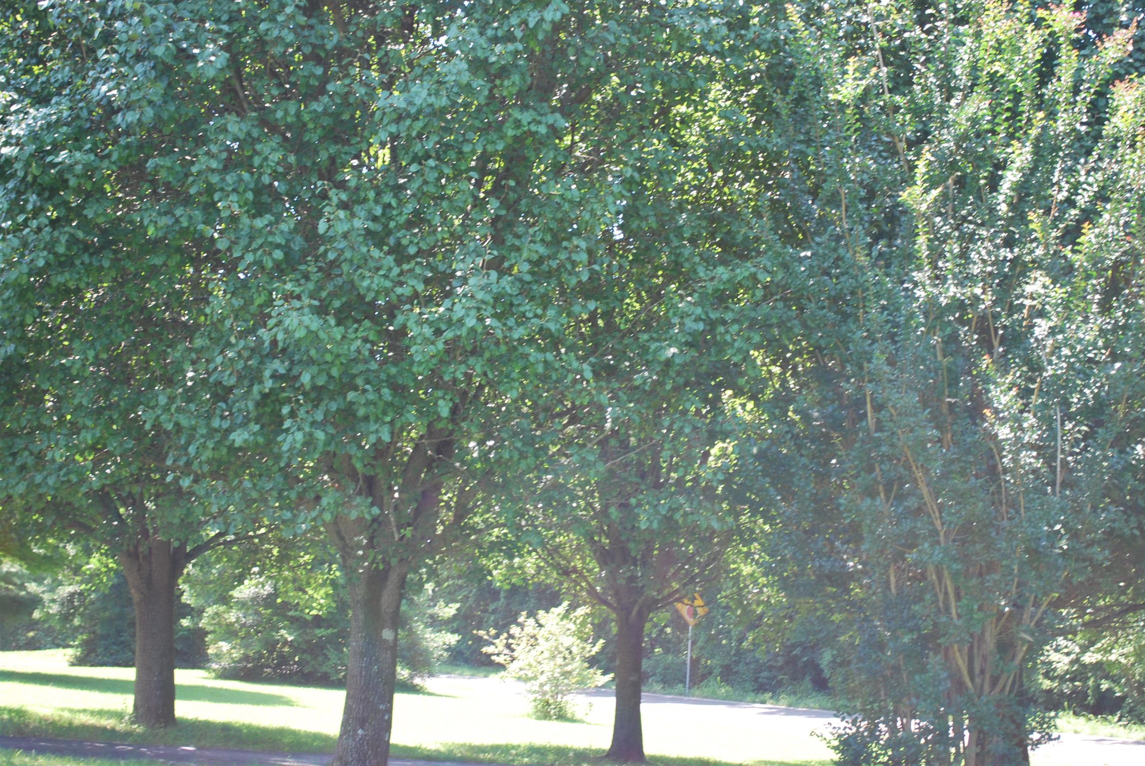5729 Keysburg Road Adams, TN 37010 - Photo 29 of 30 a view of forest