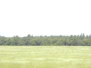 0 Bridge Creek Road Ridge Spring, SC 29129 - Photo 1 of 1