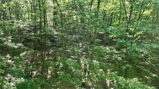 a view of a lush green forest