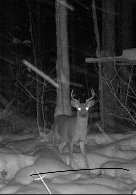 0 Gass Road Pittsburgh, PA 15229 - Photo 4 of 6