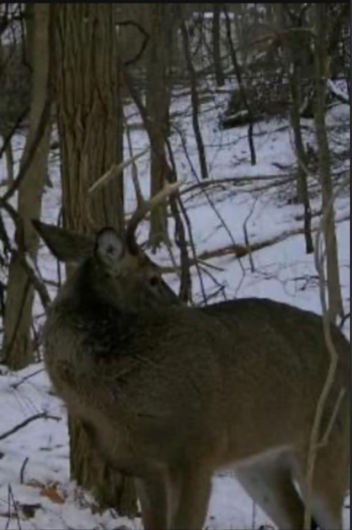 0 Gass Road Pittsburgh, PA 15229 - Photo 5 of 6 a view of a backyard of the house