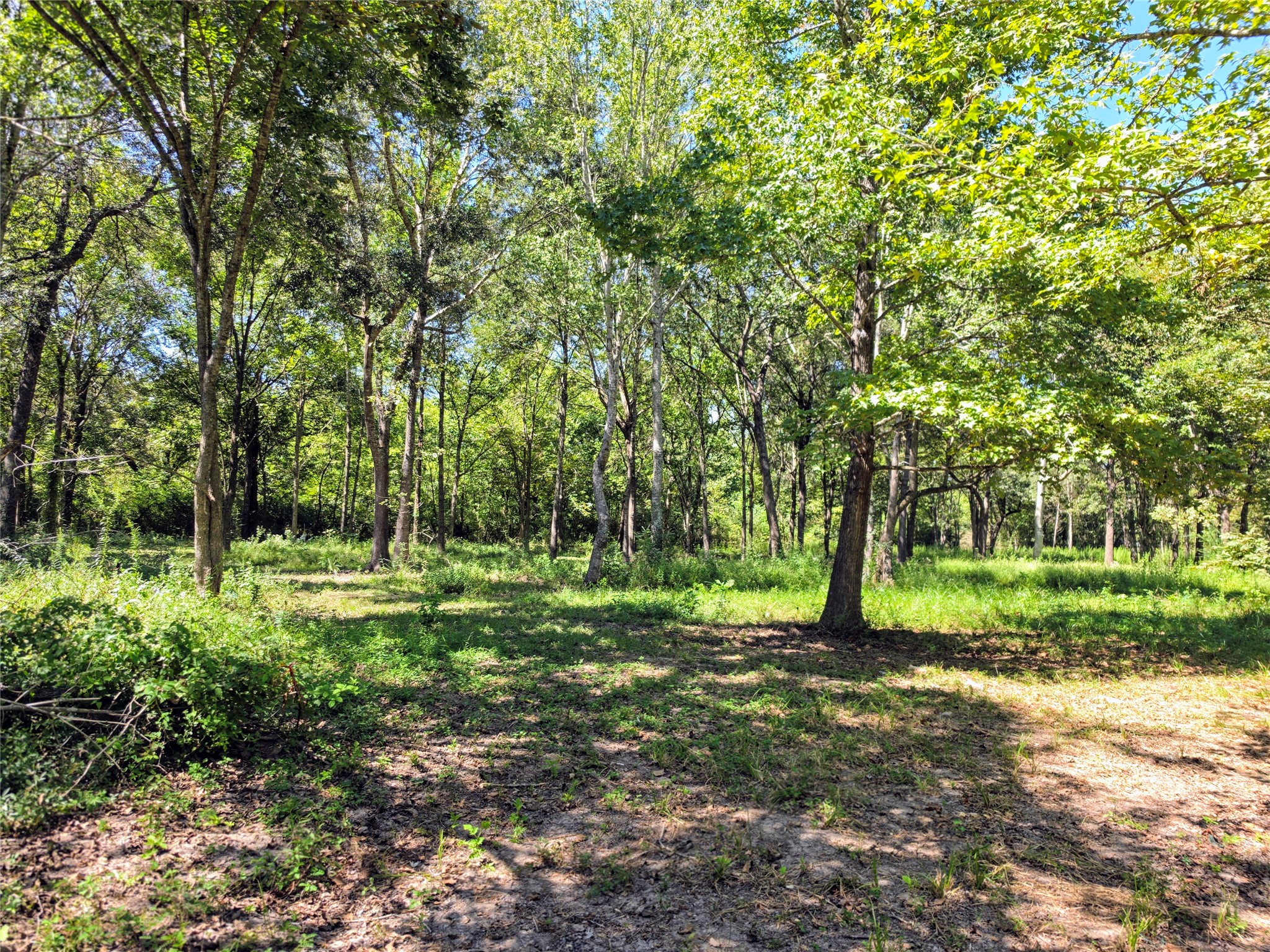 Tbd 3rd Street Batson, TX 77519 - Photo 16 of 20 Expansive wooded lot offering serene natural beauty and ample privacy, perfect for your dream home or retreat.
