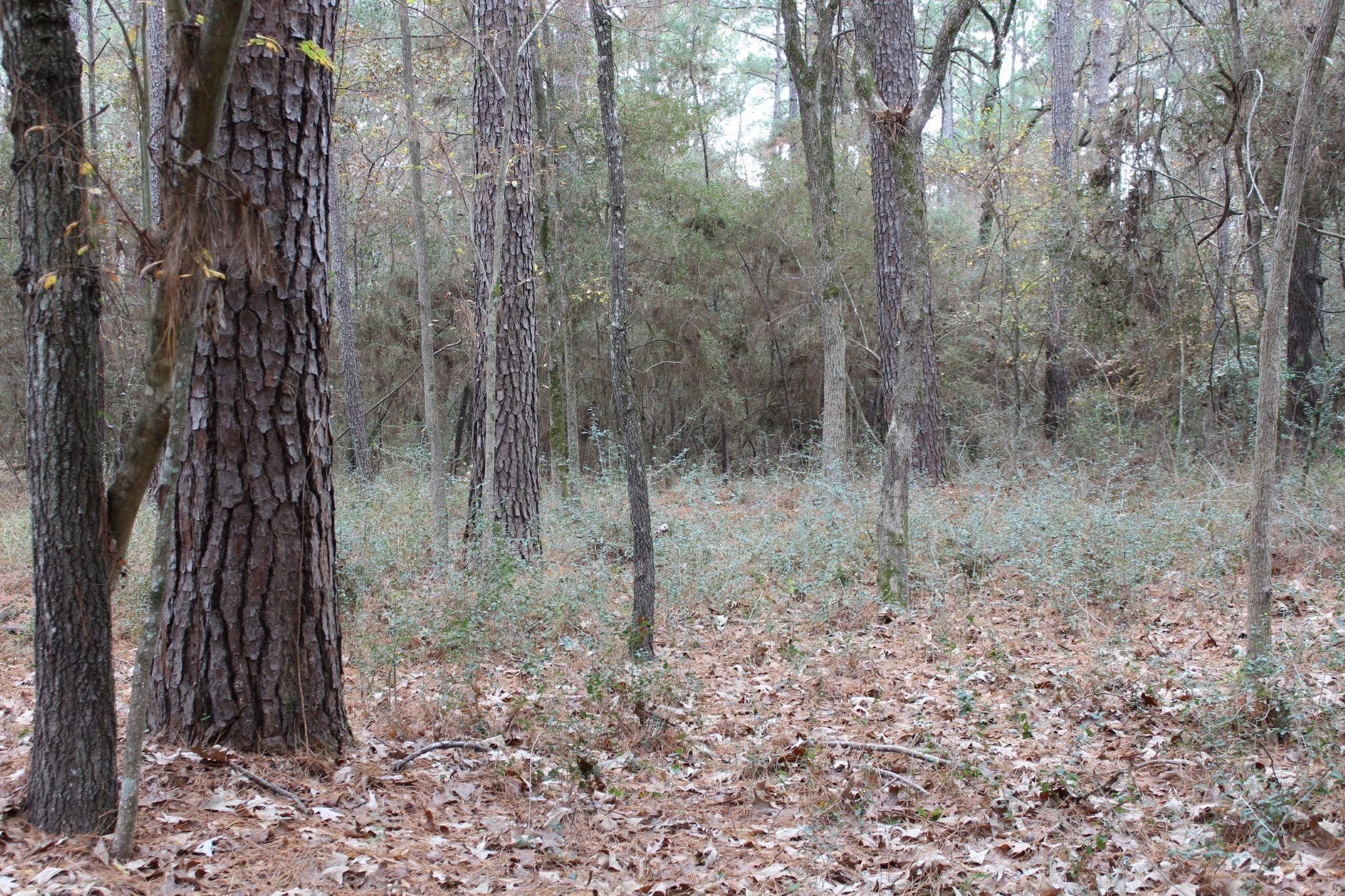 12 Weeping Willow Trinity, TX 75862 - Photo 2 of 3 a view of a forest filled with trees