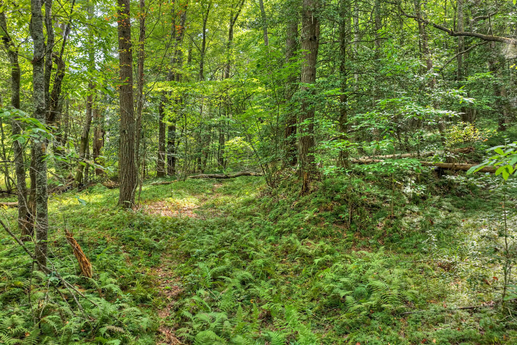 4.70-ac Chestnut Gap Lane Blue Ridge, GA 30513 - Photo 14 of 28 Gallery Image 14