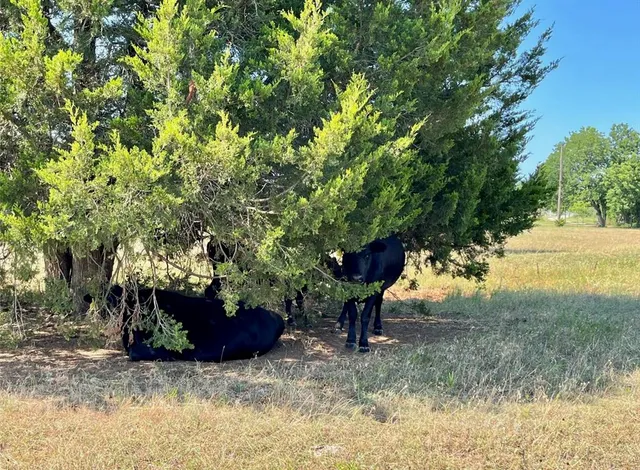 a view of garden with trees