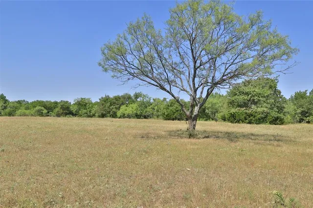 a view of a yard with large trees