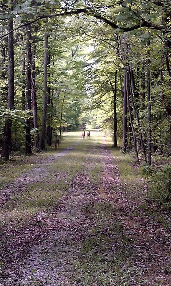 175 Red Cloud Road Ten Mile, TN 37880 - Photo 49 of 49 Gallery Image 49