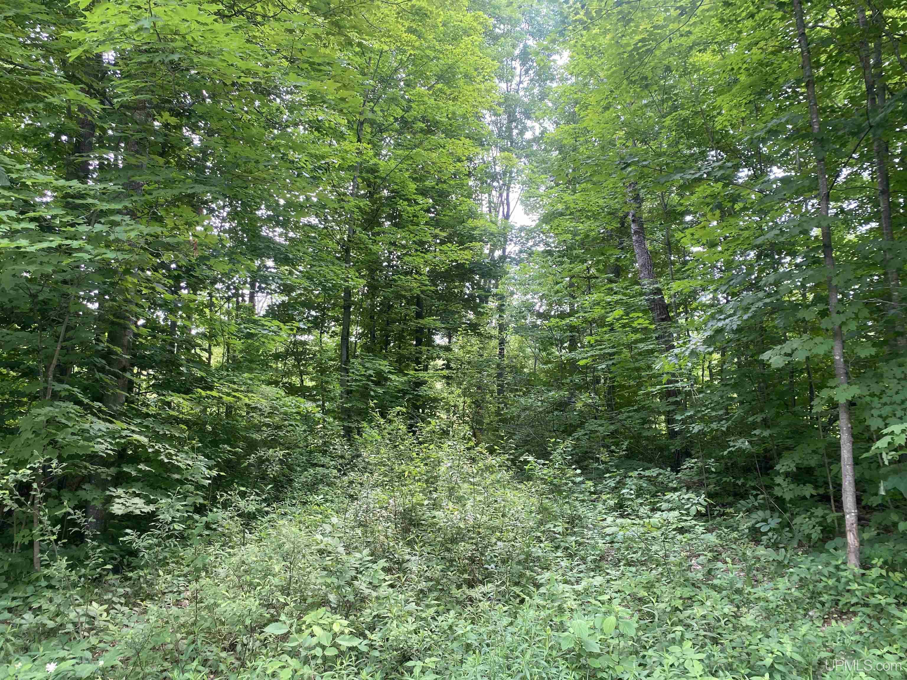 Sanborn-wi Potato River Road Mellen, WI 54546 - Photo 21 of 34