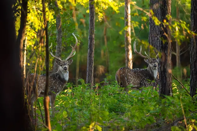 $6,995,000 | 10326 County Road 3112, Winona, TX 75792