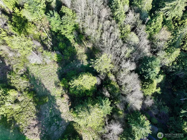 view of a forest with a tree