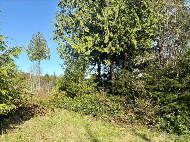 a view of a yard with a tree