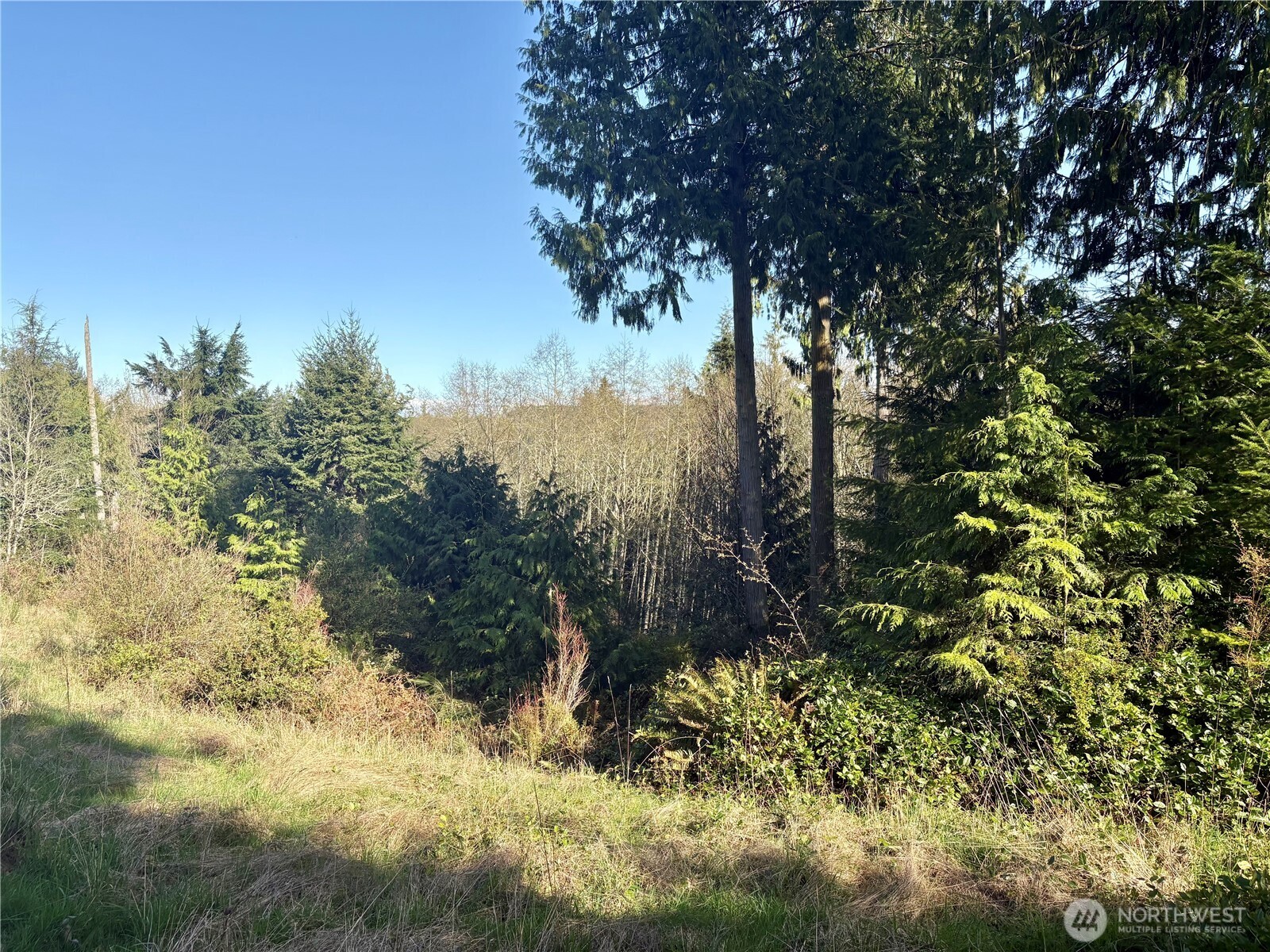 103 Wells Ridge Court Port Ludlow, WA 98365 - Photo 7 of 18 a view of a tree in a yard with a house in the background