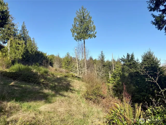 a view of a yard with a tree