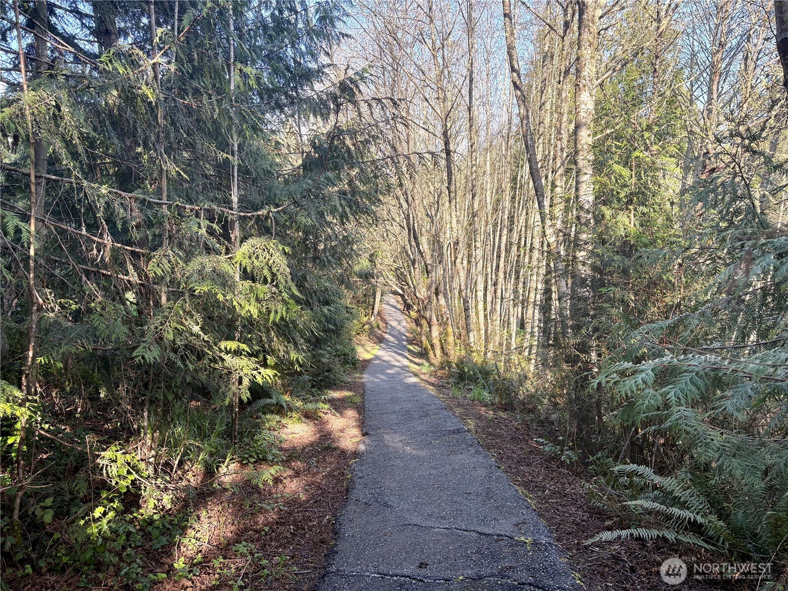 103 Wells Ridge Court Port Ludlow, WA 98365 - Photo 10 of 18 a picture of trees