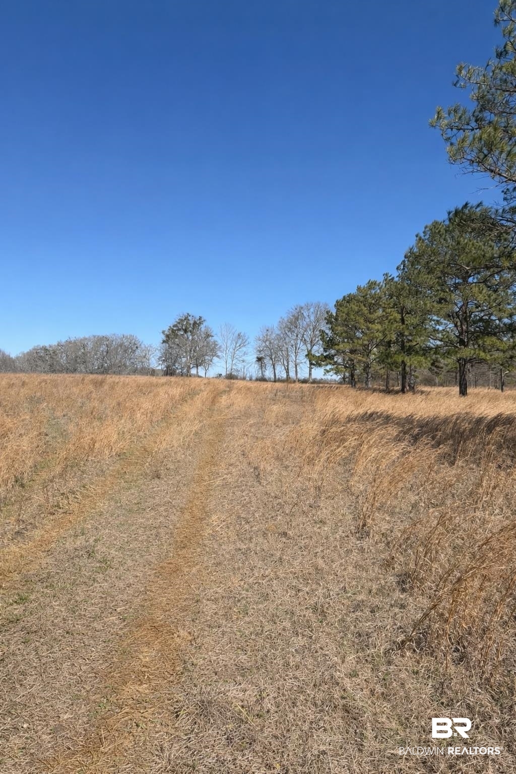 325 Honoraville Road Greenville, AL 36037 - Photo 4 of 10 View of local wilderness with rural landscape