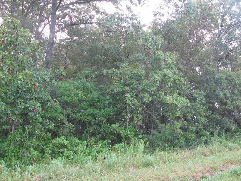 Tbd Thompson Road Tamaroa, IL 62888 - Photo 3 of 4