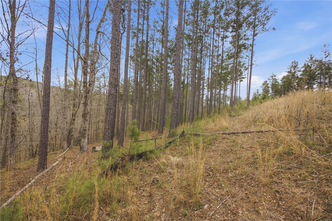 154 Bailey Street Six Mile, SC 29682 - Photo 6 of 22 This expansive lot offers a serene setting amidst towering trees, perfect for a private retreat.