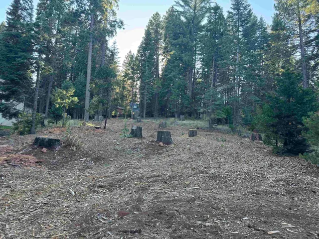 a view of a forest with trees in the background