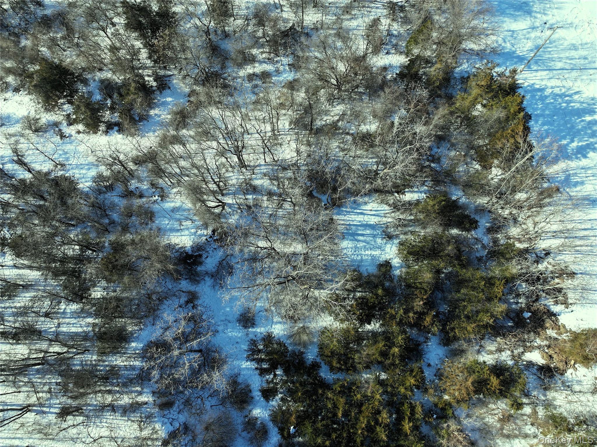Bells Pond Road Hudson, NY 12541 - Photo 10 of 13 a view of a forest with lots of trees