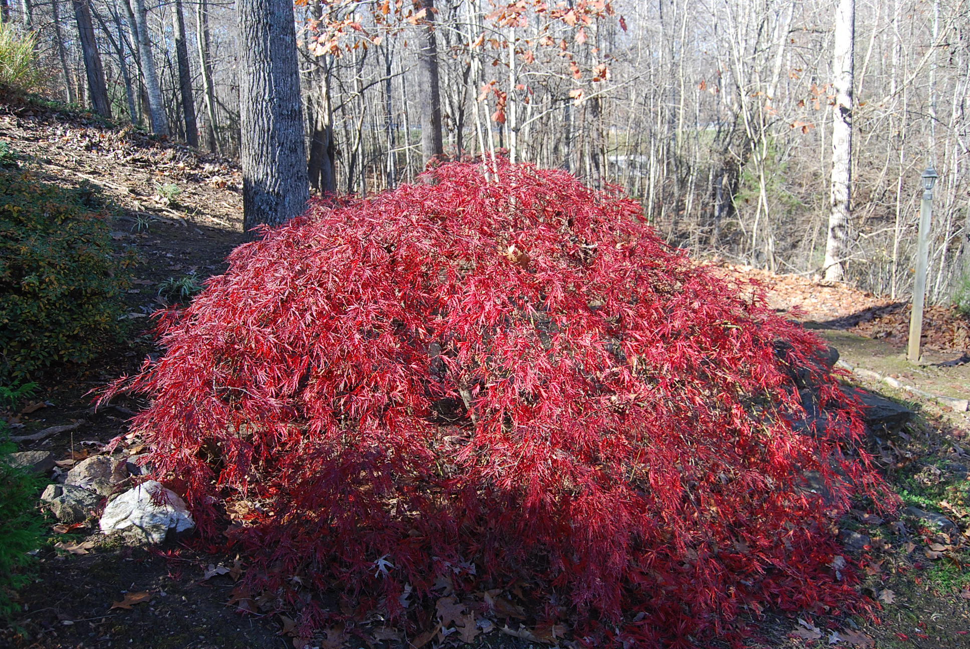 104 Woodbrook Road Moneta, VA 24121 - Photo 73 of 108 krupp2 012