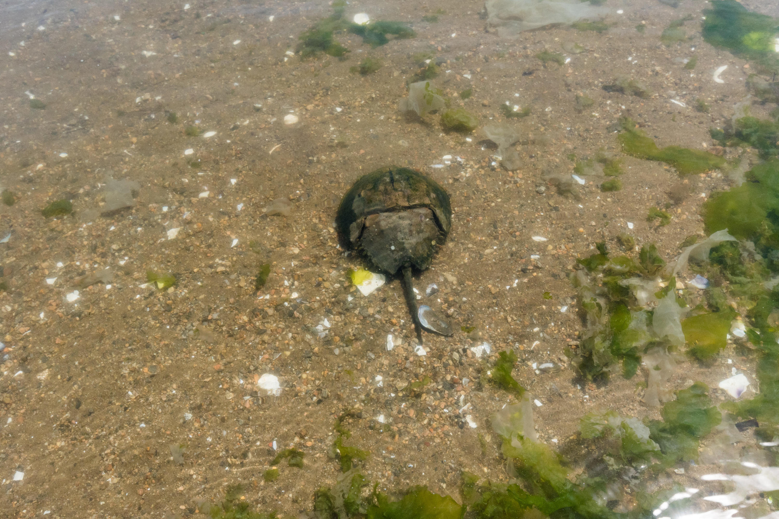 4 Beach Drive Darien, CT 06820 - Photo 44 of 47 a picture of a tree in a house