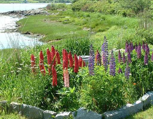 85 Huppers Road Tenants Harbor, ME 04860 - Photo 15 of 24 Yard/Garden.