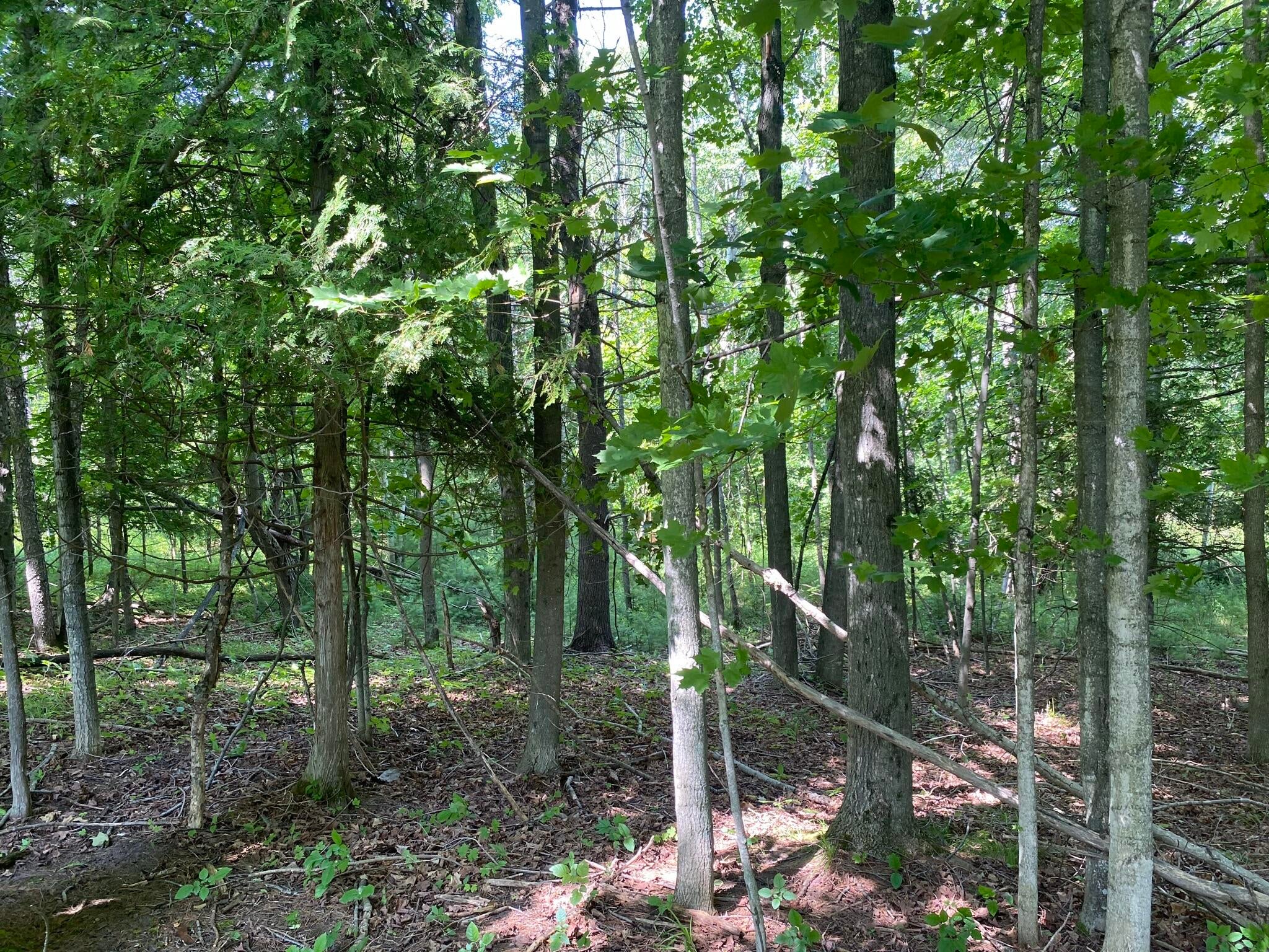 Lot E Viau Road Cheboygan, MI 49721 - Photo 11 of 16 Gallery Image 11