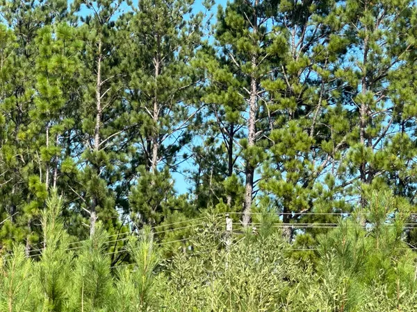 a view of a tree