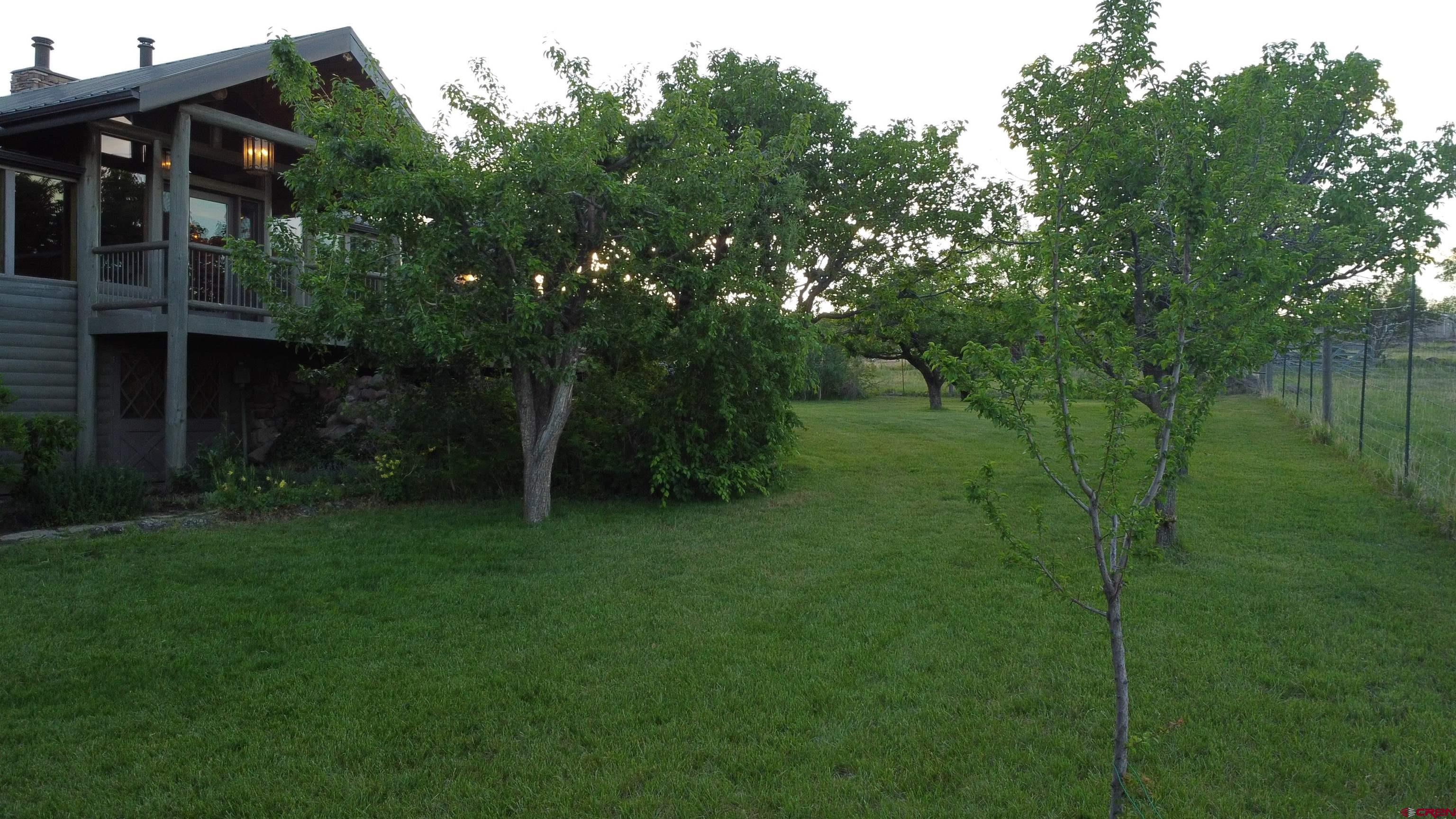 24119 Ute Trail Road Cedaredge, CO 81413 - Photo 8 of 26 a view of a lush green forest