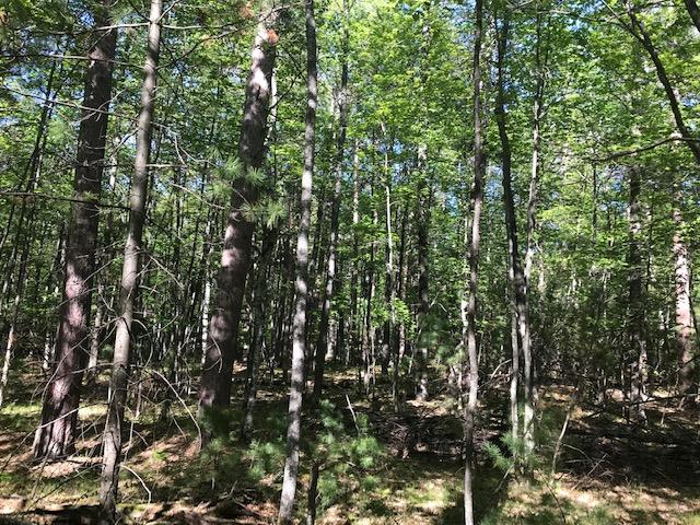 On Wakefield Lake Road, Unit 4 26 ACRES St. Germain, WI 54558 - Photo 4 of 7 Gallery Image 4