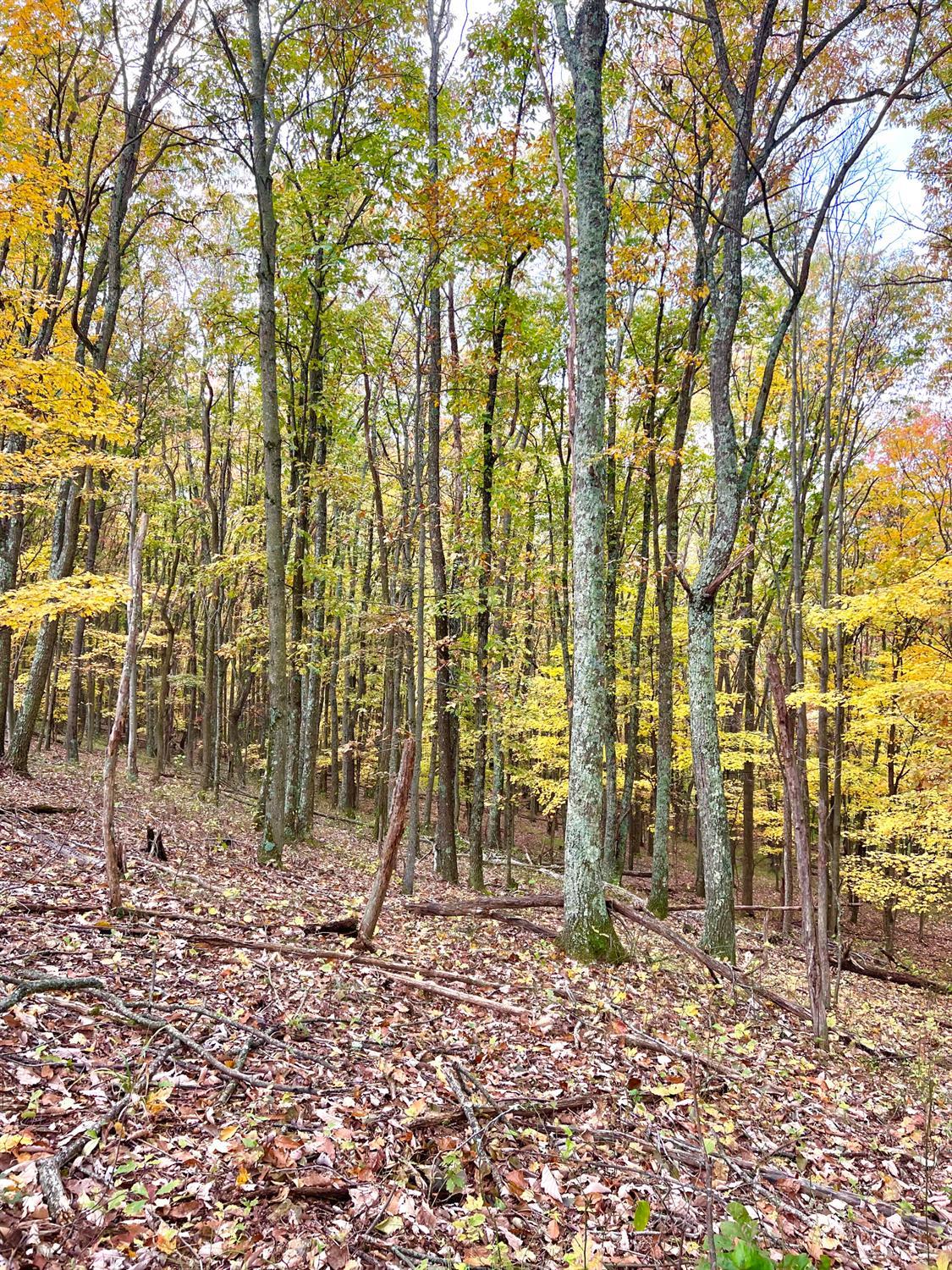 0 South Chenoweth Fork Road Piketon, OH 45661 - Photo 39 of 95