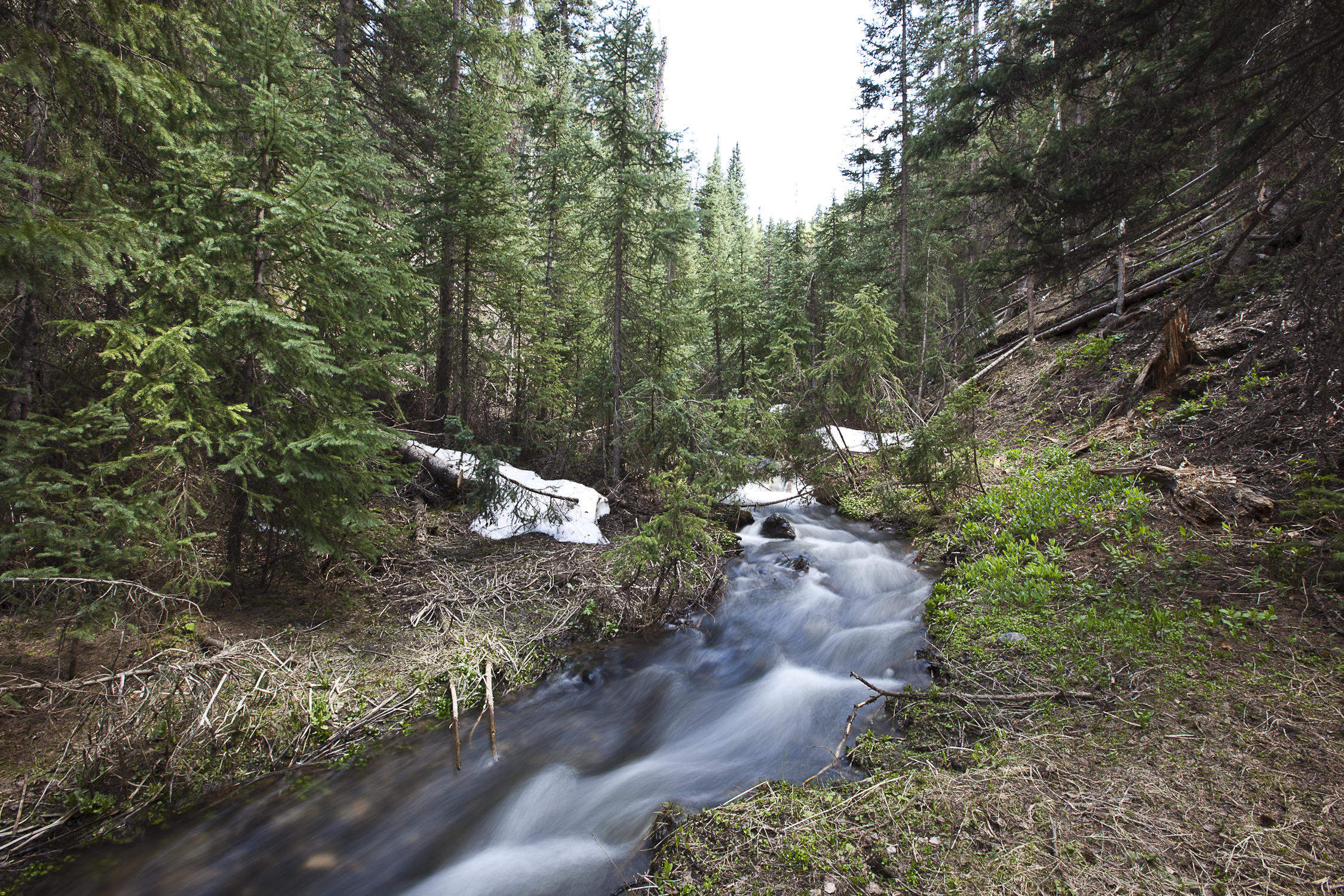 225 Raspberry Patch Road Telluride, CO 81435 - Photo 18 of 24 a big yard with lots of green space