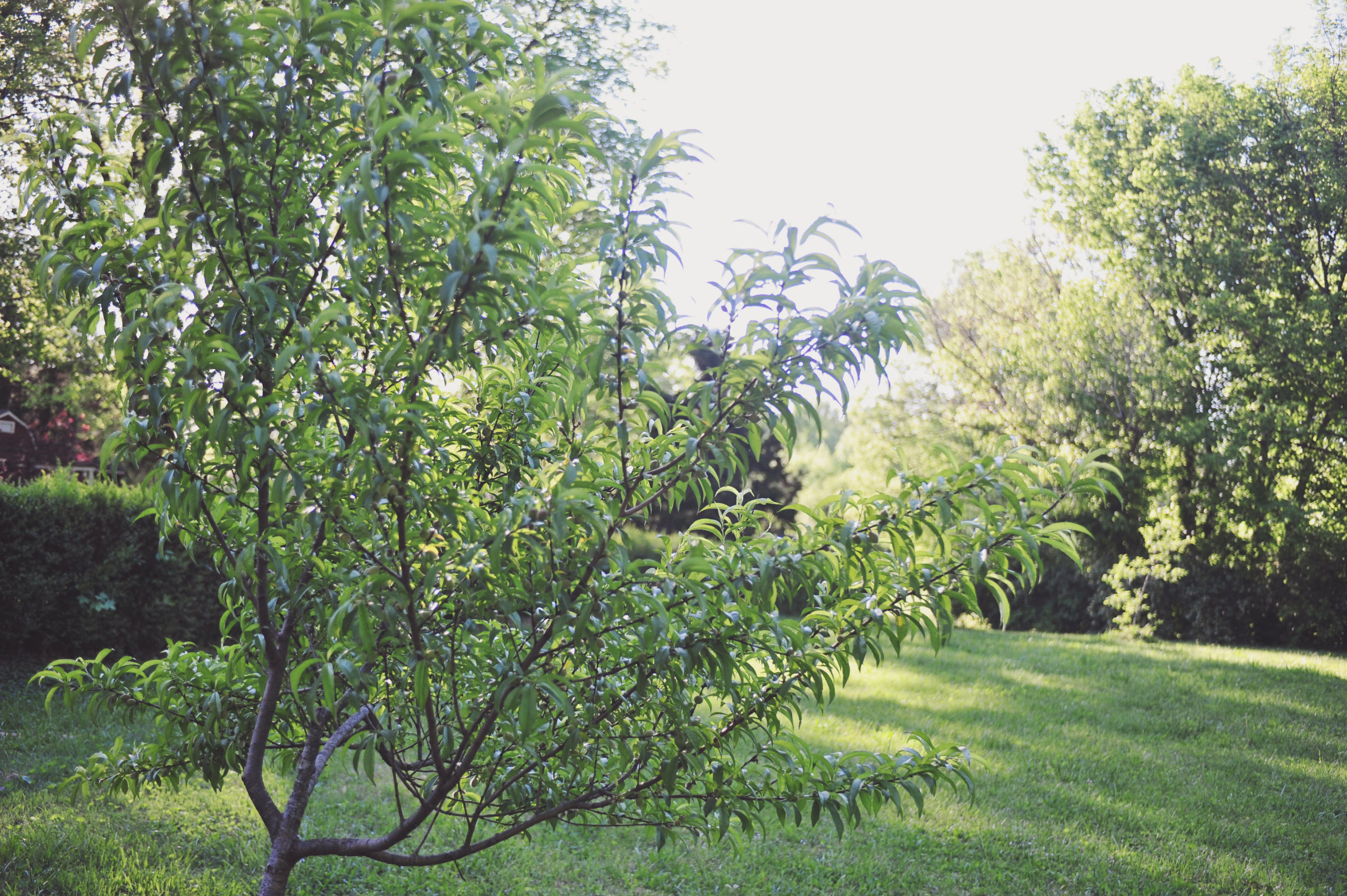 6027 Magazine Road Knoxville, TN 37920 - Photo 40 of 40 Apple and Peach trees