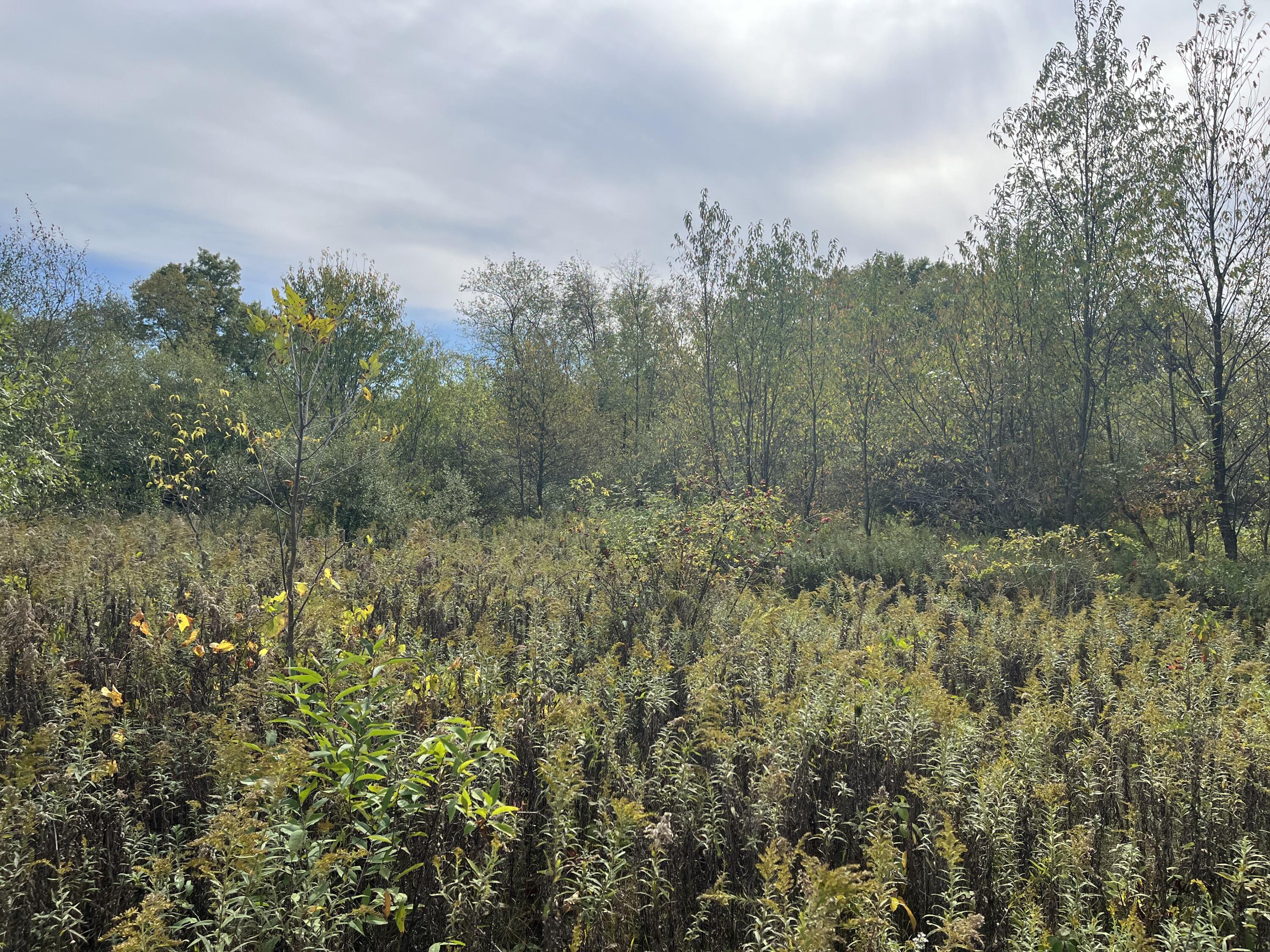 1651 Bennett Road Ionia, MI 48846 - Photo 38 of 50 D2BAB4E6-9F39-421A-82DE-3A122DDAB0FE