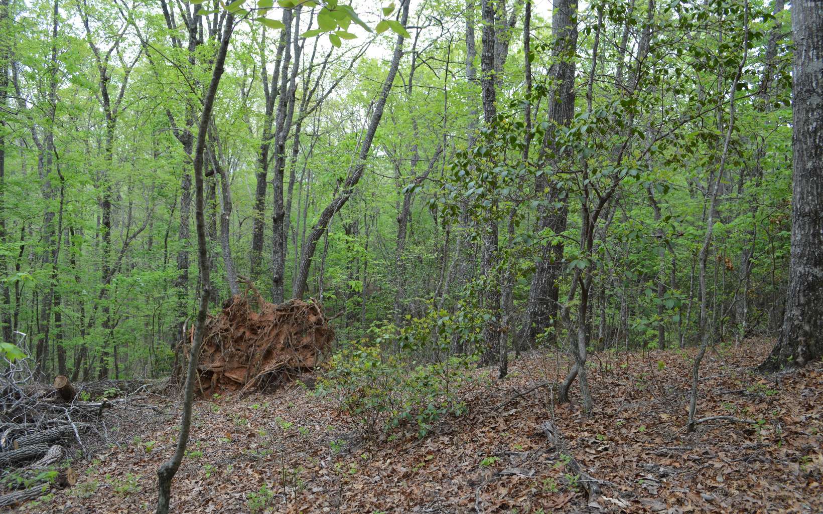 Lot 11 North Ridge Trail Brasstown, NC 28902 - Photo 5 of 10 Additional View