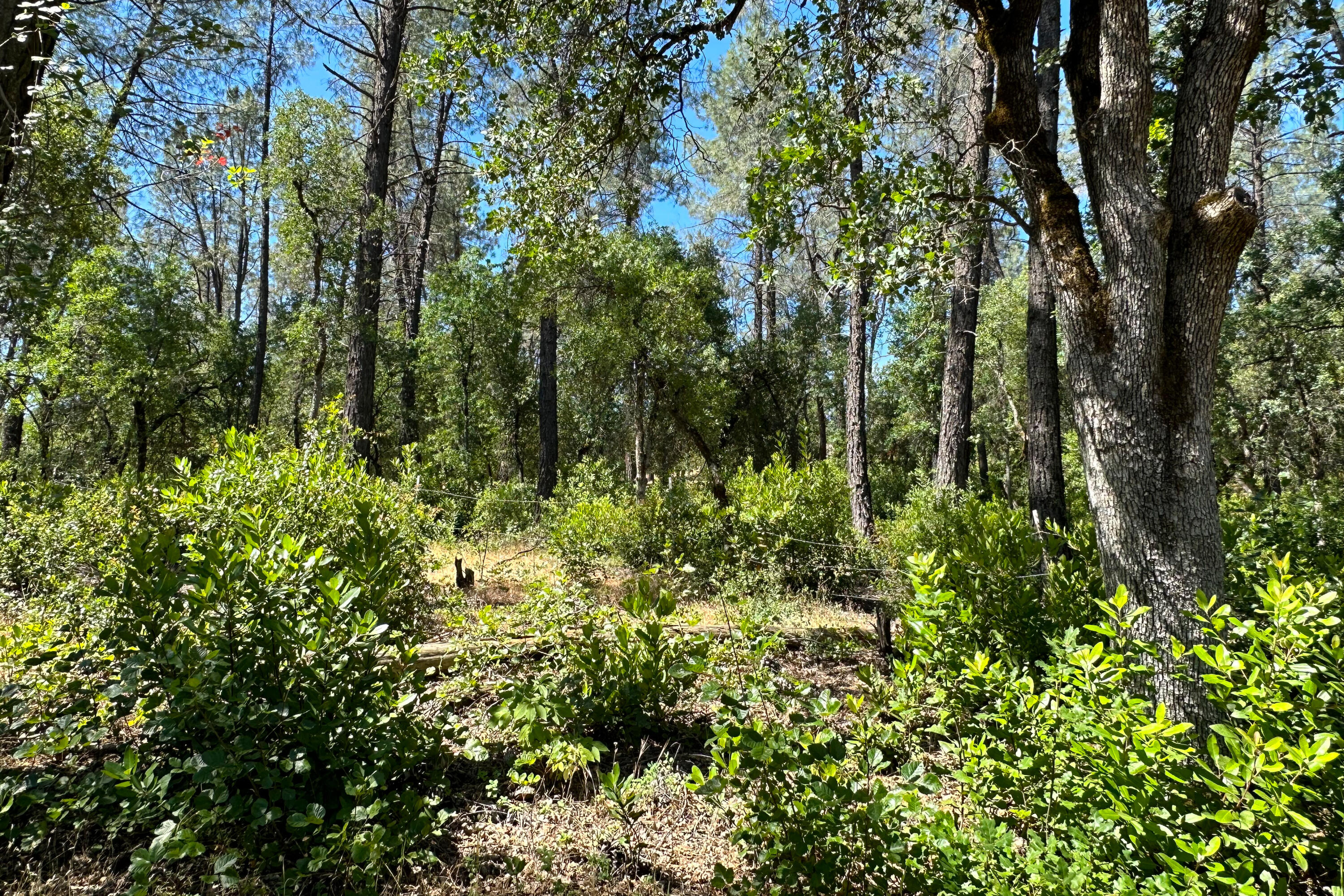 9200 Silver King Road Redding, CA 96001 - Photo 12 of 14 Photo 203080024 R