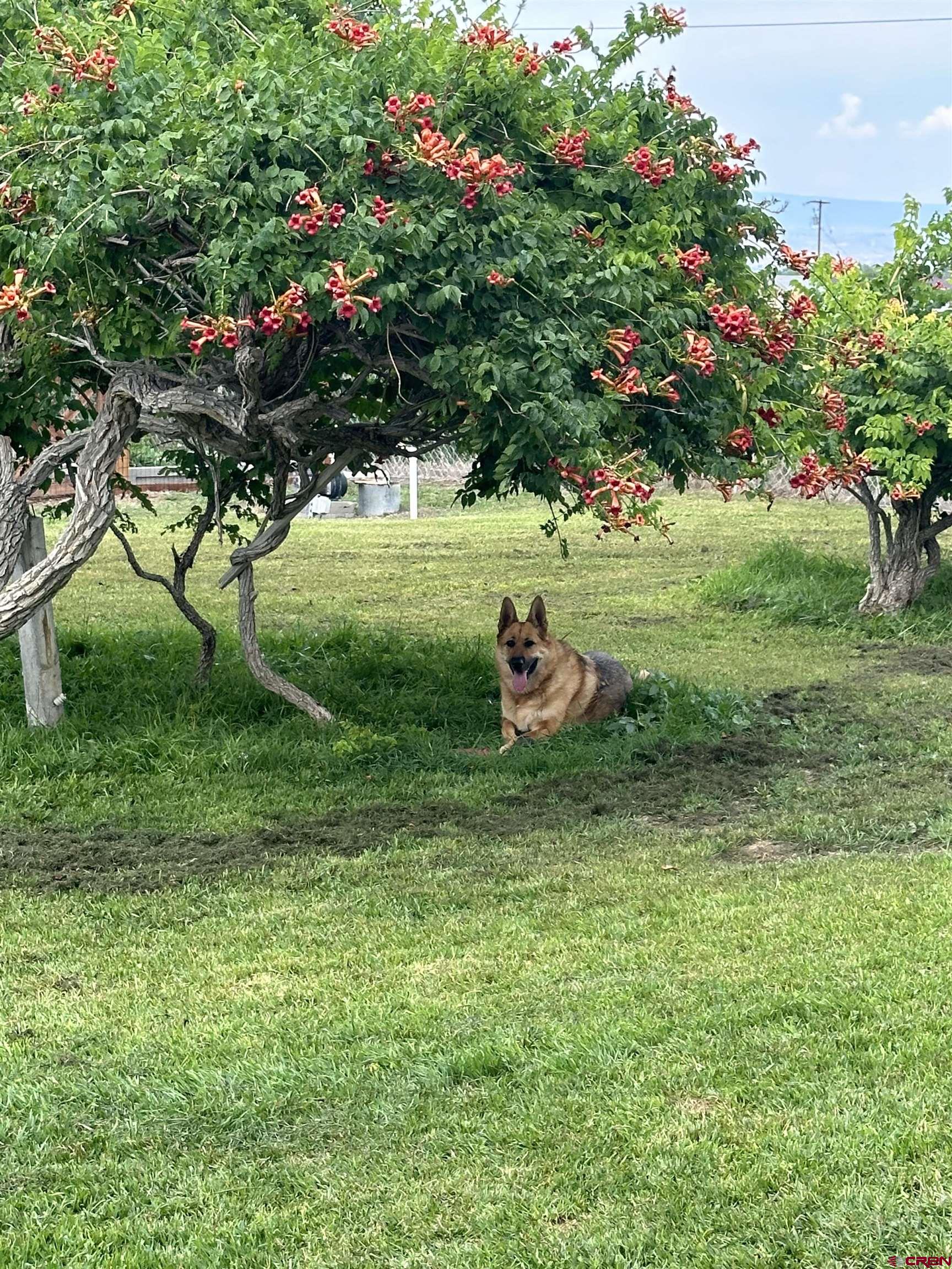 14977 F Road Delta, CO 81416 - Photo 43 of 45