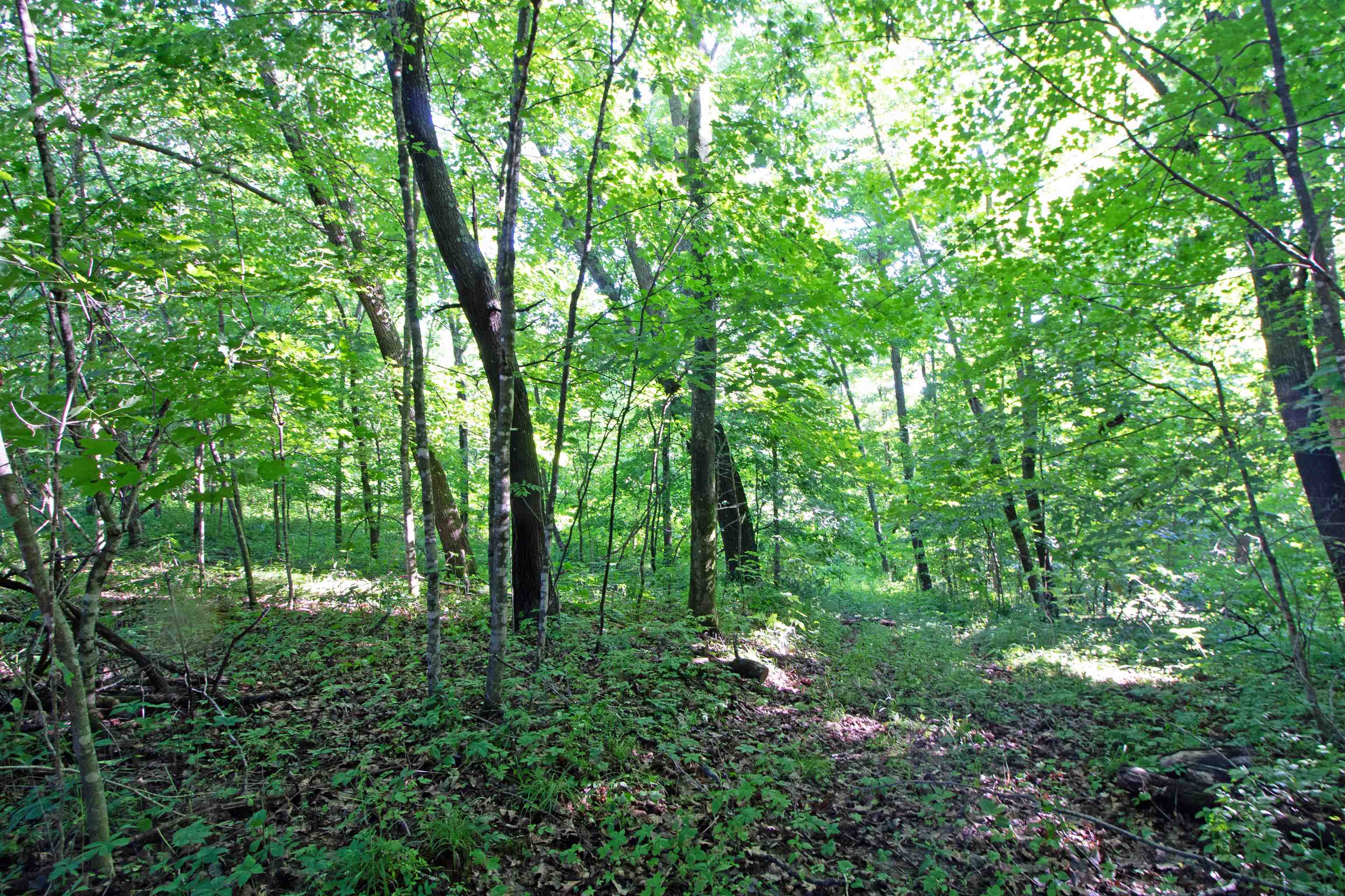 76-acres Skyline Road Blue River, WI 53518 - Photo 11 of 46