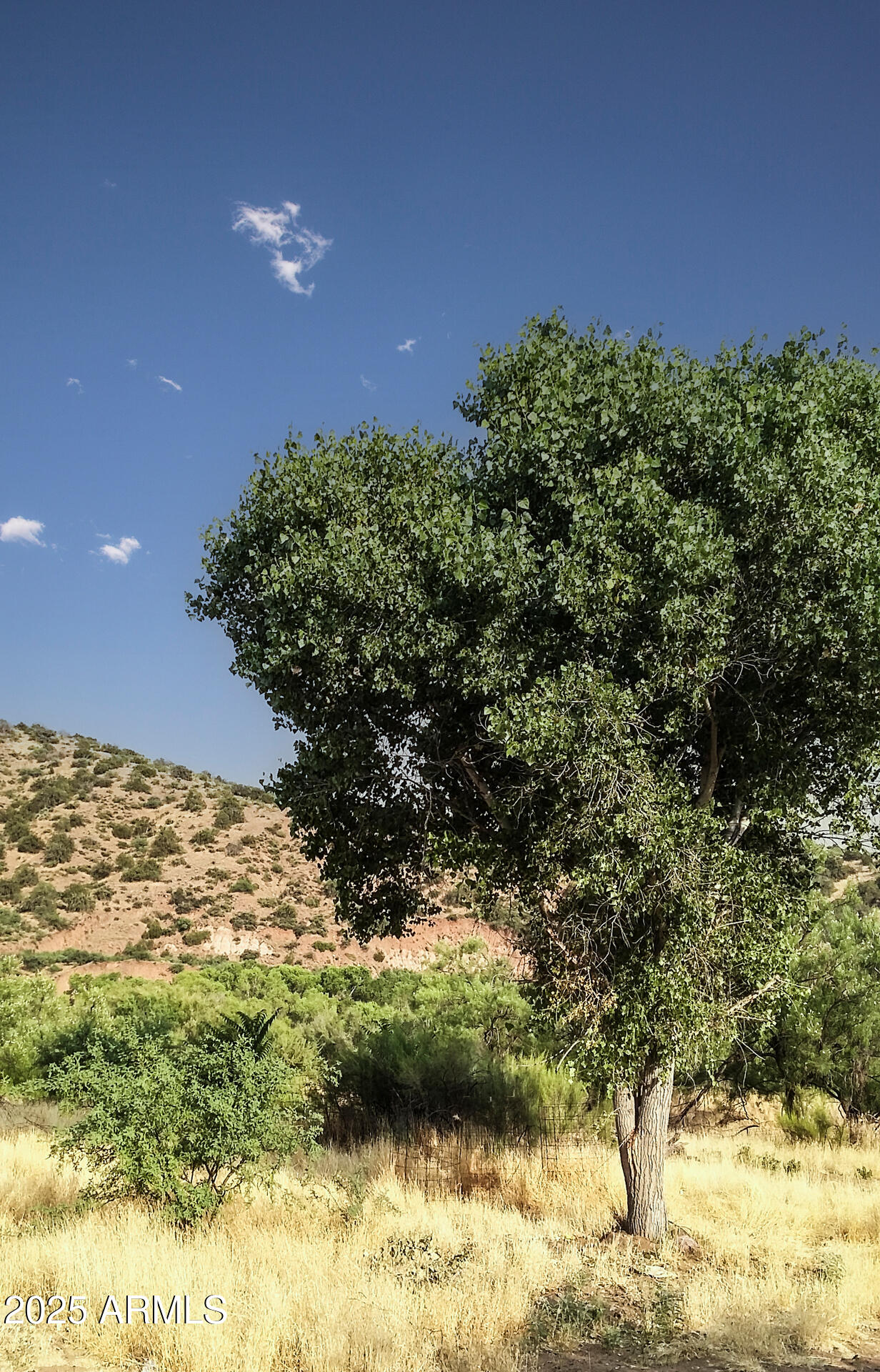 992-998 South Sycamore Street Payson, AZ 85541 - Photo 40 of 72 Landscape Trees 4