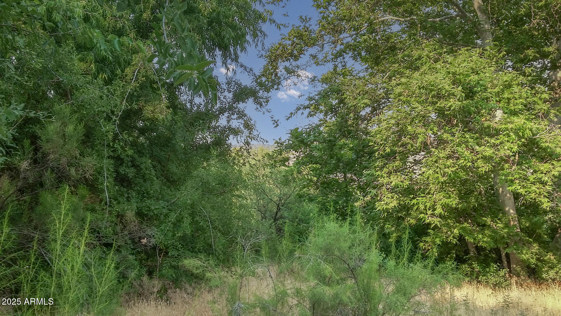 992-998 South Sycamore Street Payson, AZ 85541 - Photo 55 of 72 Landscape Trees 2