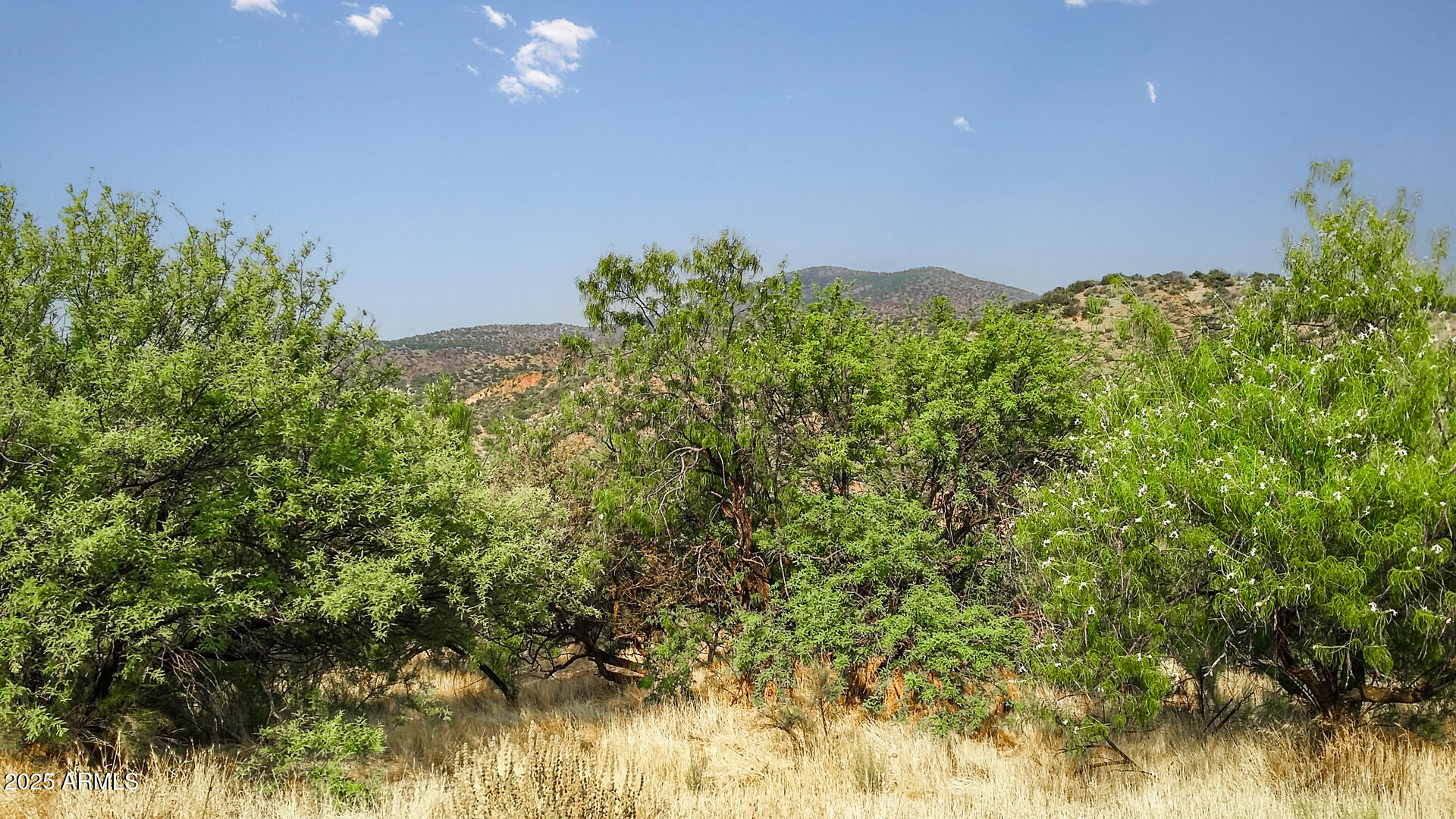 992-998 South Sycamore Street Payson, AZ 85541 - Photo 62 of 72 Landscape Trees 3