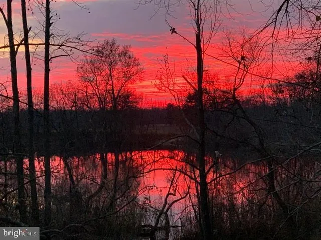 a view of a yard with plants and trees