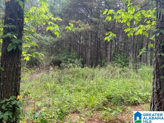 0 County Road 92, Unit X Graham, AL 36263 - Photo 9 of 13